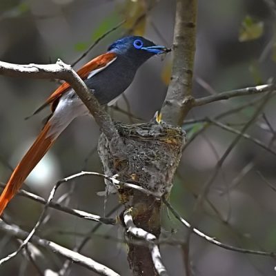 Walter Sisulu Botanical gardens,  Gauteng 