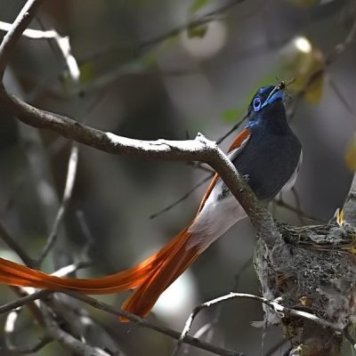 Walter Sisulu Botanical gardens,  Gauteng 