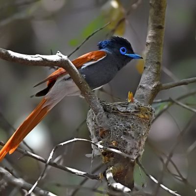 Walter Sisulu Botanical gardens,  Gauteng 