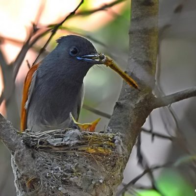 Walter Sisulu Botanical gardens,  Gauteng 