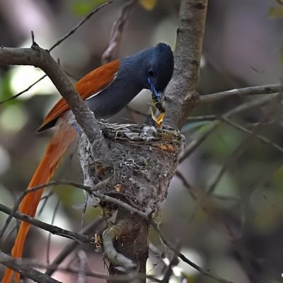 Walter Sisulu Botanical gardens,  Gauteng 