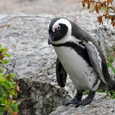 Boulders beach Cape Town South Africa, June 2012