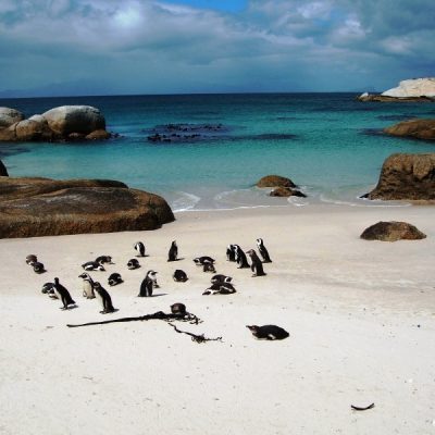 Boulders beach Cape Town South Africa, 2007