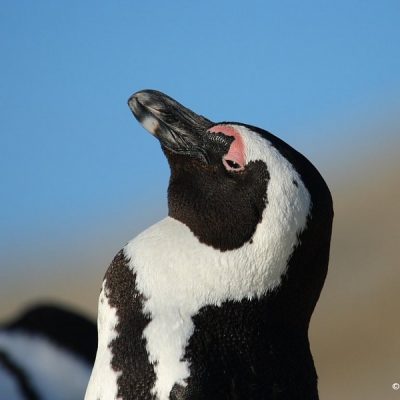 Boulders beach Cape Town South Africa, June 2012