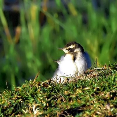 South Kruger National Park,  June 2016