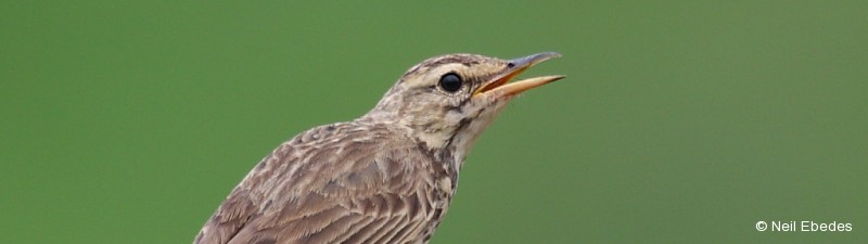 Pipit, African