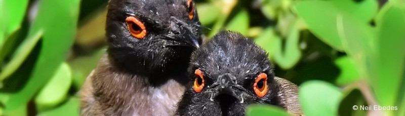 Bulbul, African Red-eyed