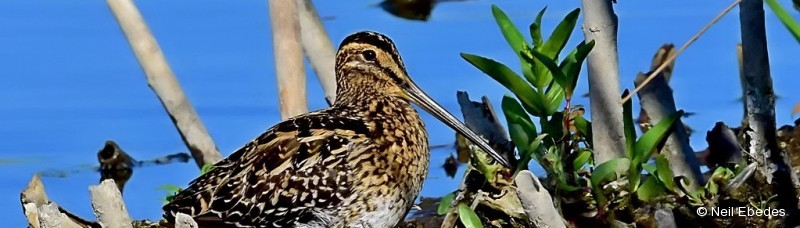 Snipe, African