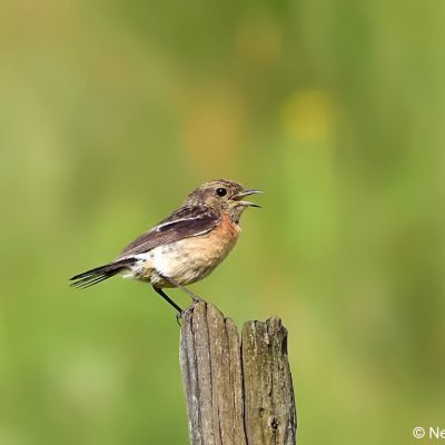 Underberg - Jan 2017