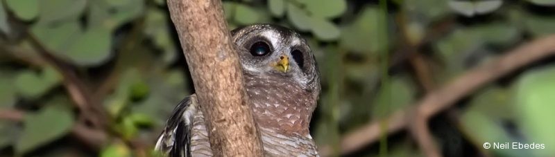 Wood-owl, African
