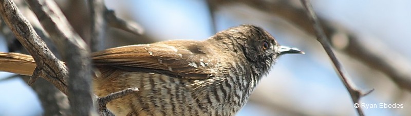 Wren-warbler, Barred