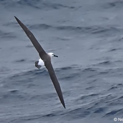 'Flock',   25 April 2017