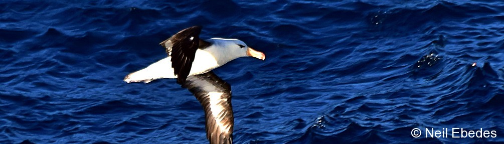 Albatross, Black-browed