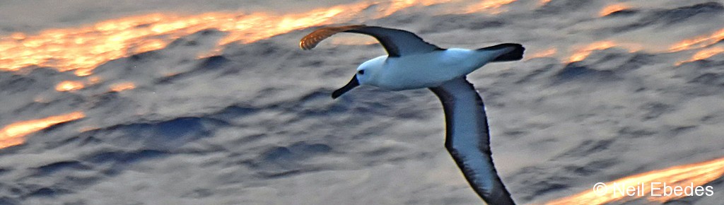 Albatross,  Indian Yellow-nosed