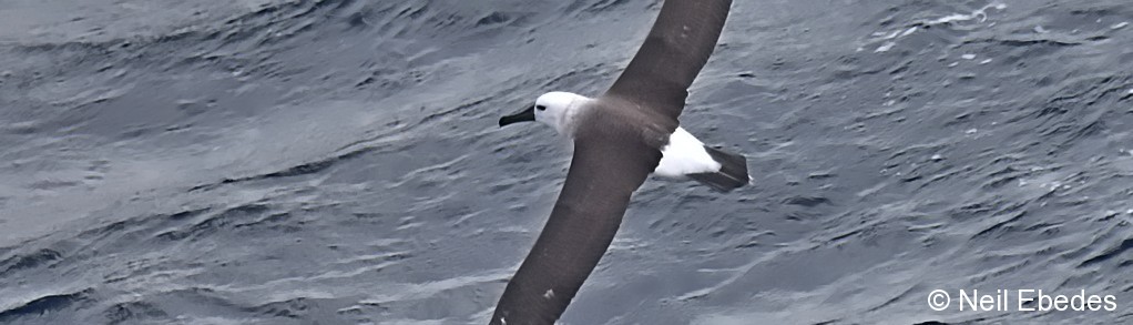 Albatross, Shy