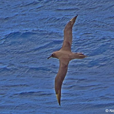 Flock trip to the edge of the continental shelf,  25th April 2017