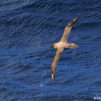 Flock trip to the edge of the continental shelf,  25th April 2017
