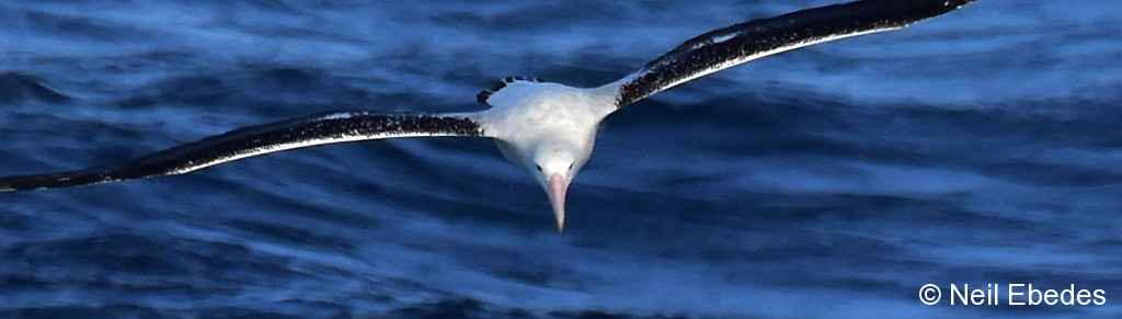 Albatross, Wandering