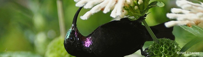 Sunbird, Amethyst