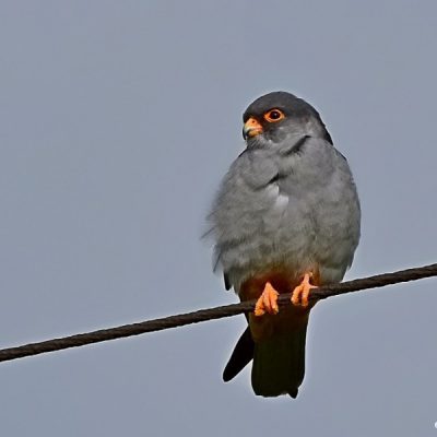 Marievale BS   Jan 2016