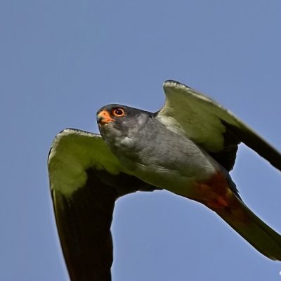 Marievale BS   Jan 2016