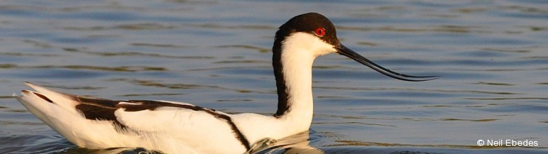 Avocet, Pied