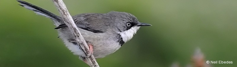 Apalis, Bar-throated