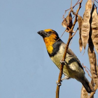 xanthocroic variant, Kloofendal NR,  Heldekruin - May 2013