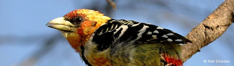 Barbet, Crested