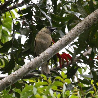 KZN,  29 December 2008