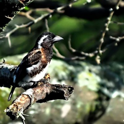 Tugela Mouth,  18 October 2012