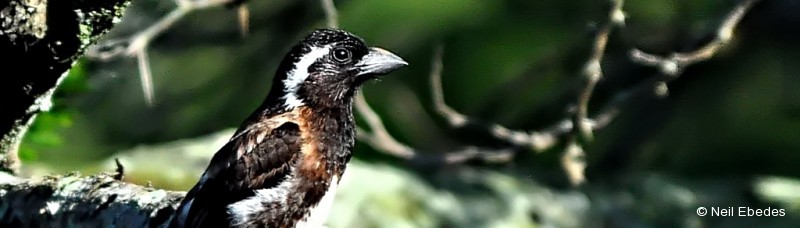 Barbet, White-eared