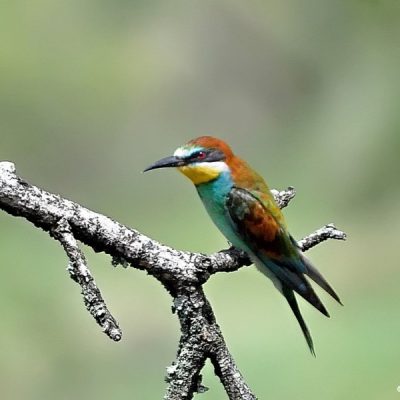 Northcliff Eco Park,  Nov 2013