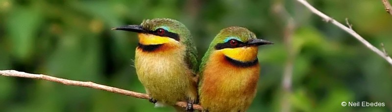 Bee-eater, Little