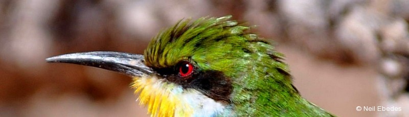 Bee-eater, Swallow-tailed