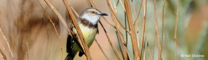 Prinia, Black-chested