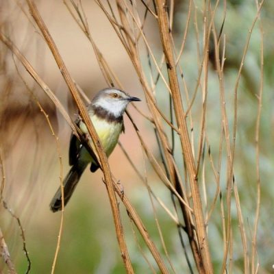 Namibia, January 2015