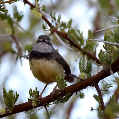 Mokala NP,    Dec 2015