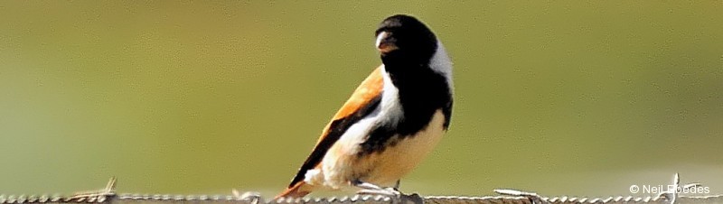 Canary, Black-headed