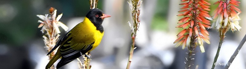 Oriole, Black-headed