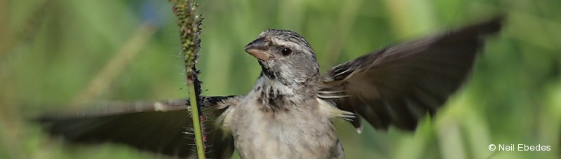 Canary, Black-throated