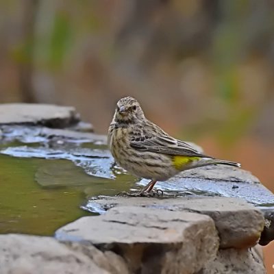 Witsand National Park, Northwest - December 2015