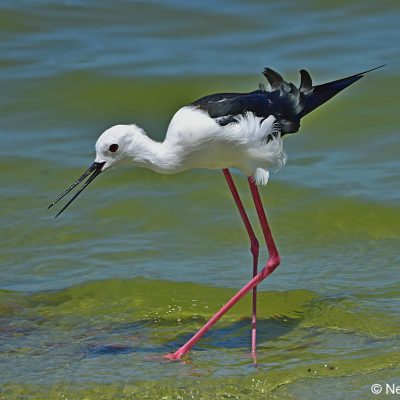 Strandfontein Sewage works,  Dec 2016