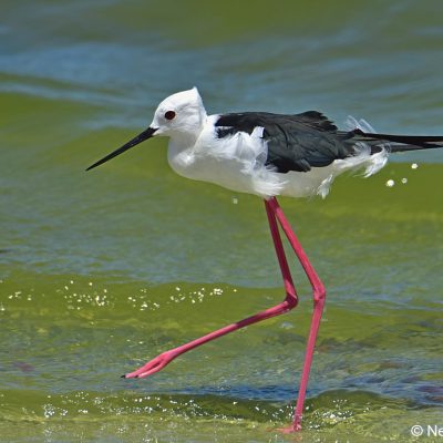 Strandfontein Sewage works,  Dec 2016