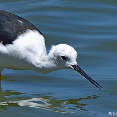 Strandfontein Sewage works,  Dec 2016