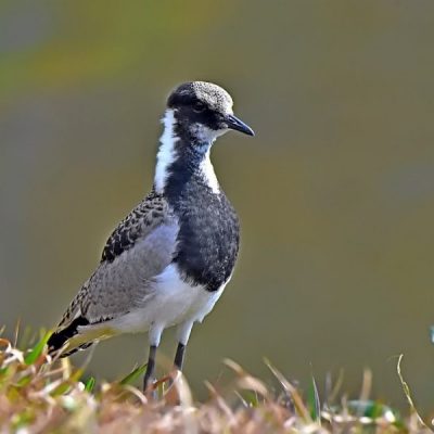 Zwartkop Country Club,  Aug 2016