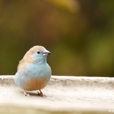 St Martins, Harare - Zimbabwe,  July 2016