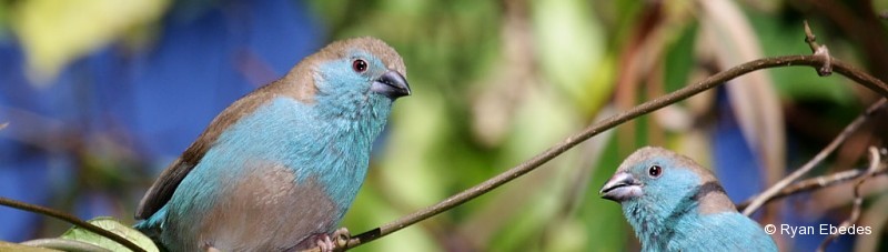 Waxbill, Blue