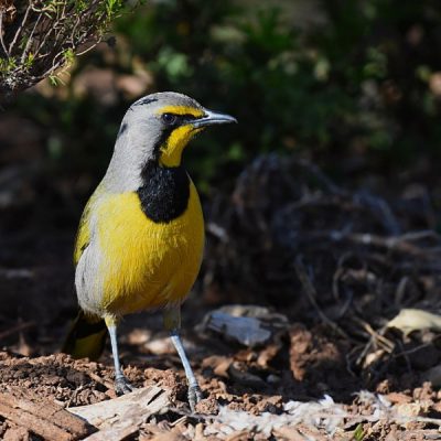Walter Sisulu Botanical Gardens, Gauteng - July 2015