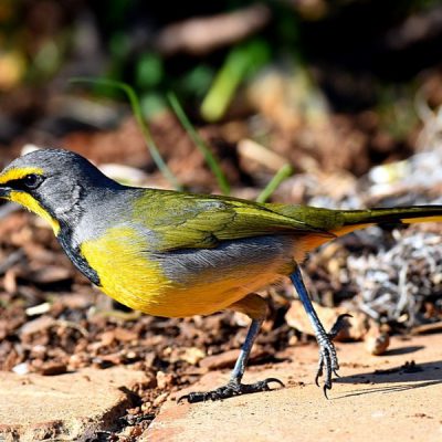 Walter Sisulu Botanical Gardens, Gauteng - July 2015